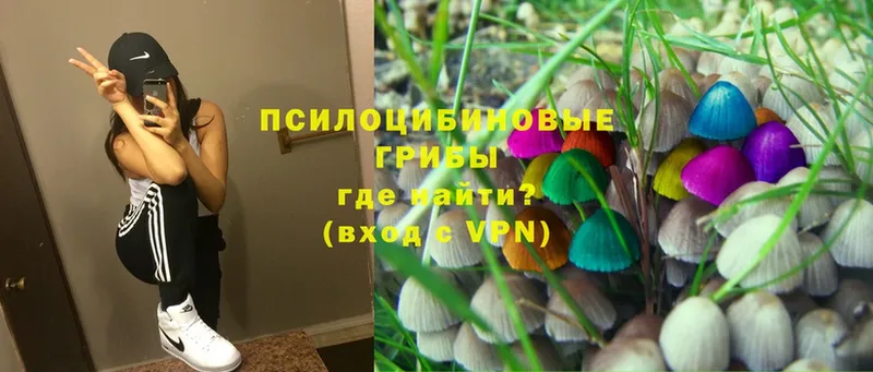 что такое наркотик  Будённовск  Псилоцибиновые грибы Psilocybine cubensis 